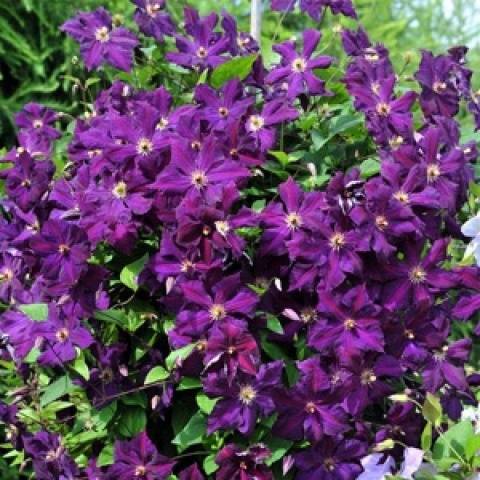 Clematis 3 pruning groups: varieties for the Urals, Siberia