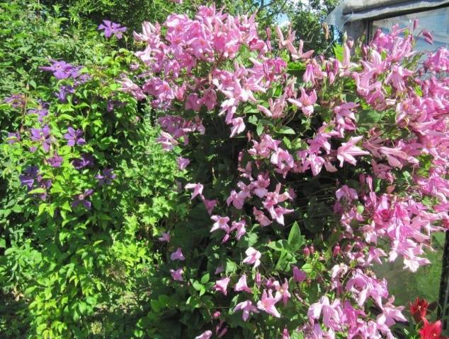 Clematis 3 pruning groups: varieties for the Urals, Siberia