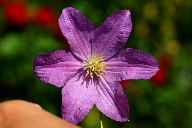 Clematis 3 pruning groups: varieties for the Urals, Siberia