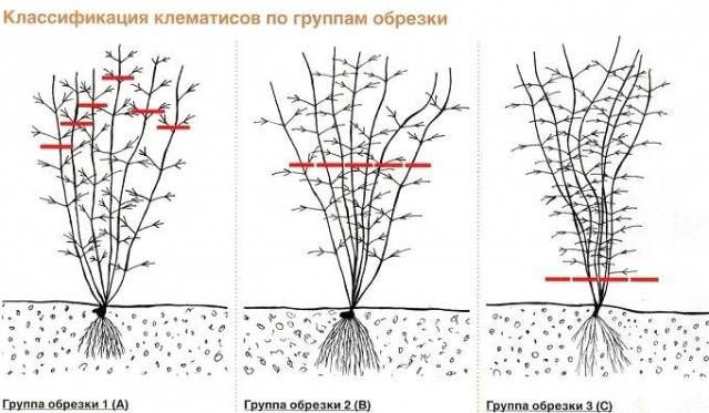 Clematis 3 pruning groups: varieties for the Urals, Siberia