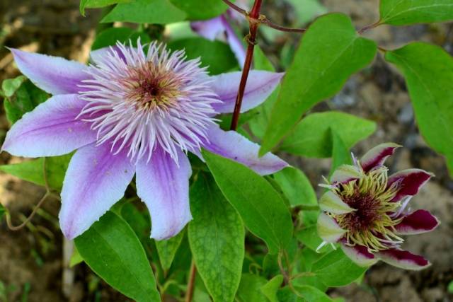 Clematis 3 pruning groups: varieties for the Urals, Siberia