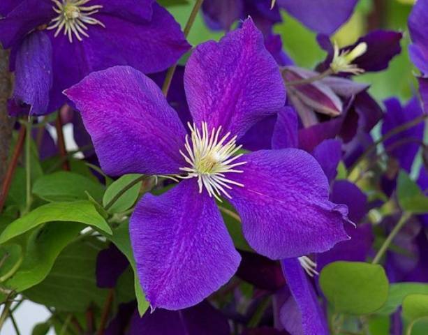 Clematis 3 pruning groups: varieties for the Urals, Siberia