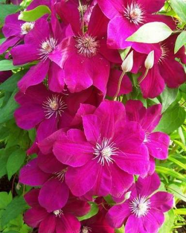 Clematis 3 pruning groups: varieties for the Urals, Siberia