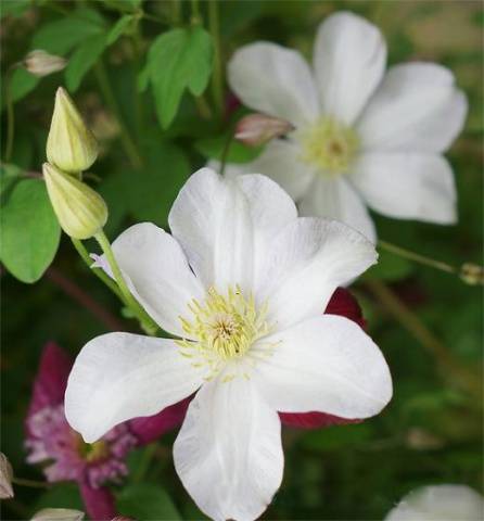 Clematis 3 pruning groups: varieties for the Urals, Siberia