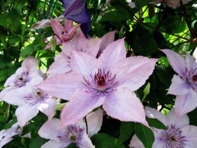 Clematis 3 pruning groups: varieties for the Urals, Siberia