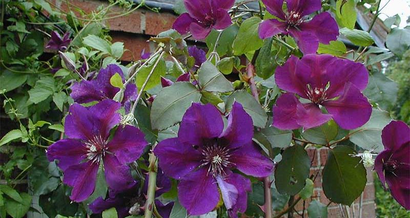 Clematis 3 pruning groups: varieties for the Urals, Siberia