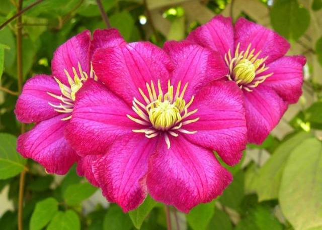 Clematis 3 pruning groups: varieties for the Urals, Siberia