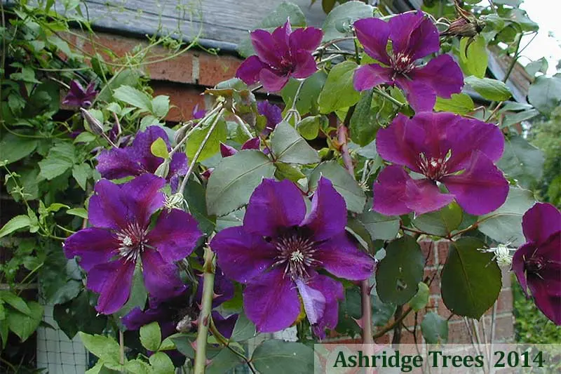 Clematis 3 pruning groups: varieties for the Urals, Siberia