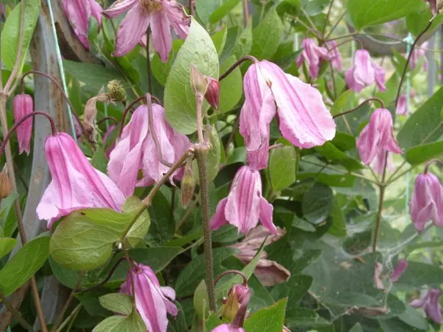 Clematis Alyonushka: photo and description, care, reviews