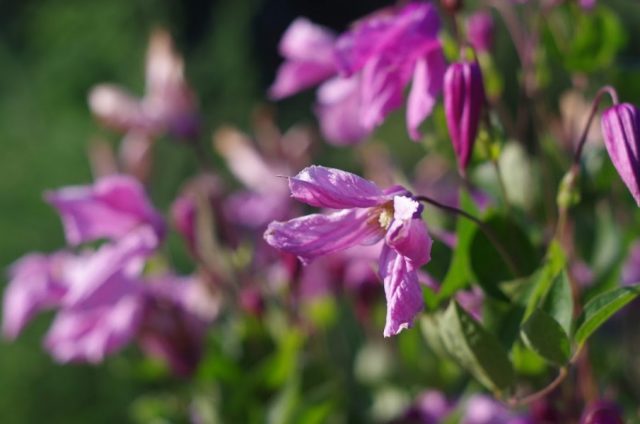 Clematis Alyonushka: photo and description, care, reviews