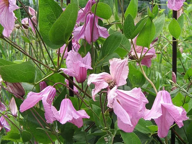 Clematis Alyonushka: photo and description, care, reviews