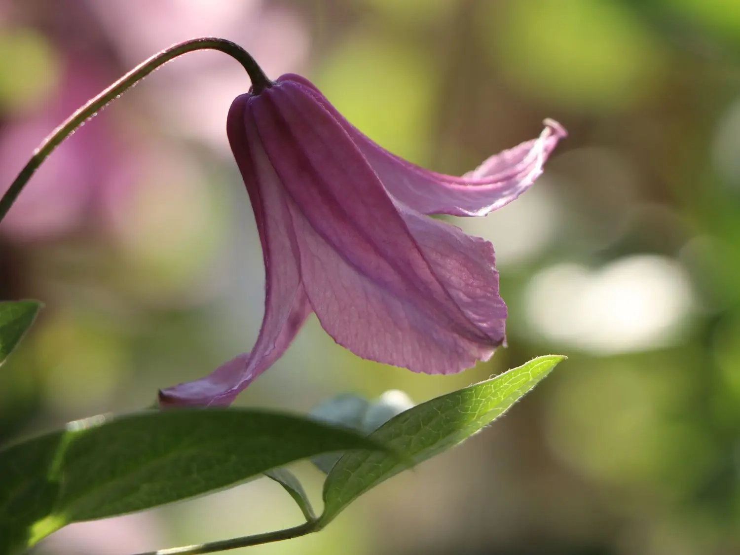 Clematis Alyonushka: photo and description, care, reviews