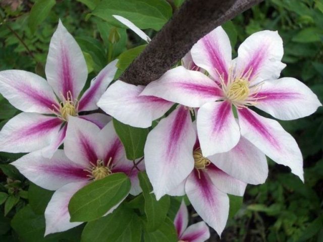 Clematis Andromeda: photo, planting, pruning, reviews