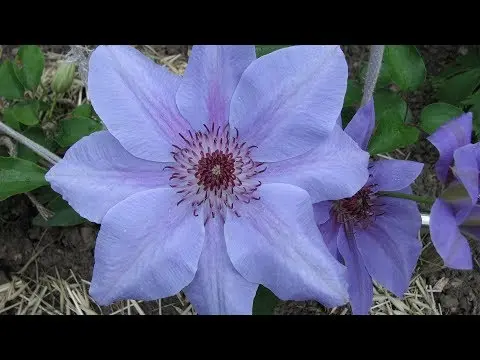 Clematis Andromeda: photo, planting, pruning, reviews