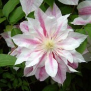 Clematis Andromeda: photo, planting, pruning, reviews