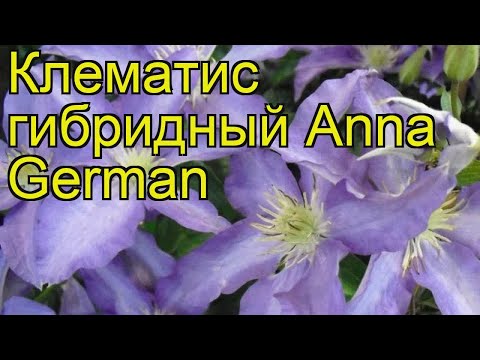 Clematis Anna German: photo and description