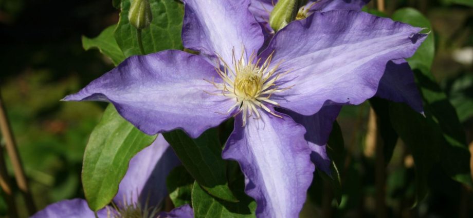 Clematis Anna German: photo and description