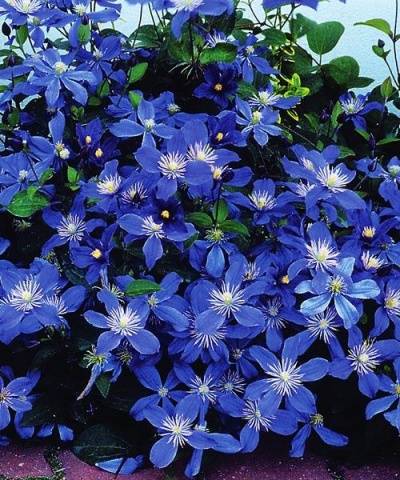 Clematis Arabella: planting and care