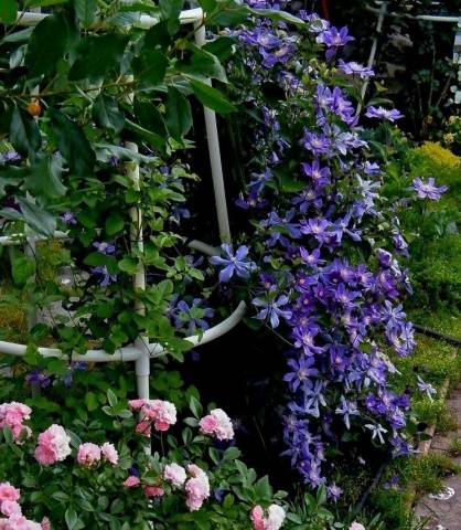 Clematis Arabella: planting and care