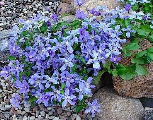 Clematis Arabella: planting and care