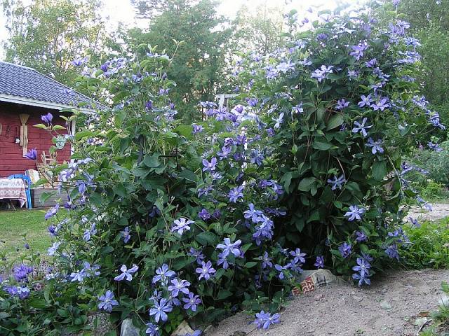 Clematis Arabella: planting and care