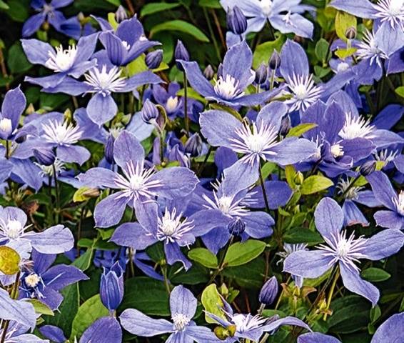 Clematis Arabella: planting and care