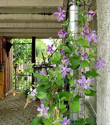 Clematis Arabella: planting and care