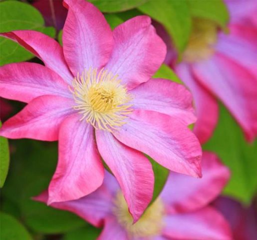 Clematis Asao: photo and description, growing conditions