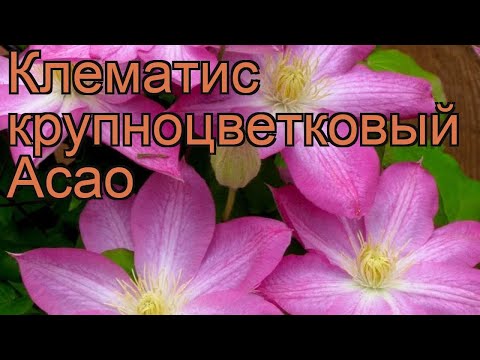 Clematis Asao: photo and description, growing conditions