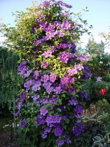 Clematis Ashwa