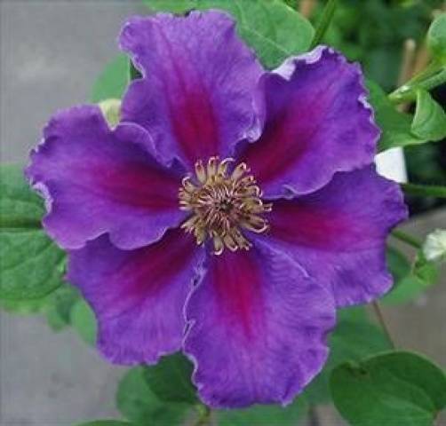 Clematis Ashwa