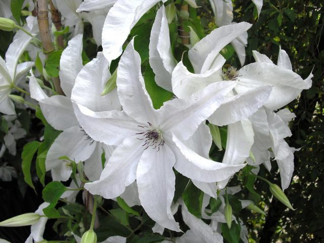 Clematis Beautyful Bride: description, photos and reviews