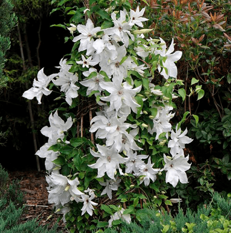 Clematis Beautyful Bride: description, photos and reviews