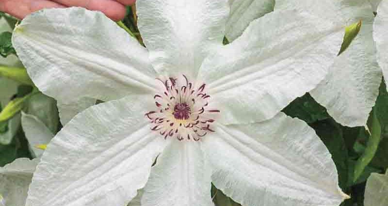 Clematis Beautyful Bride: description, photos and reviews