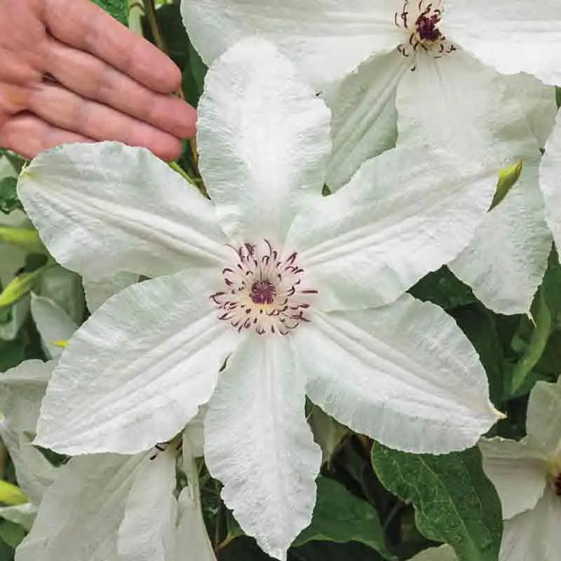 Clematis Beautyful Bride: description, photos and reviews