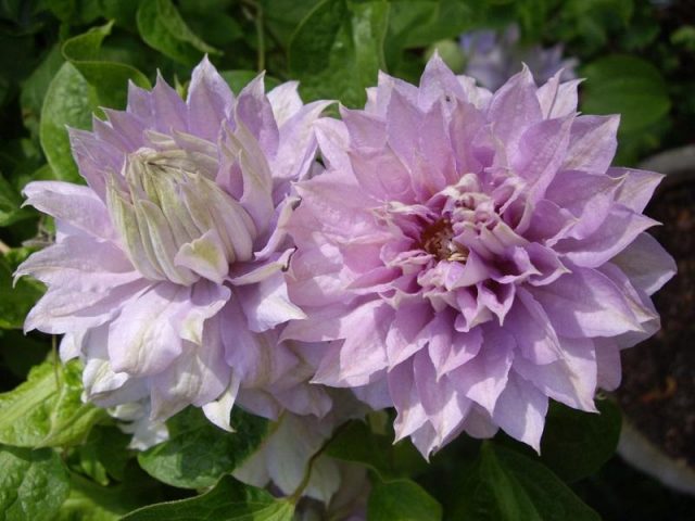 Clematis Belle of Woking: reviews, landing, photos