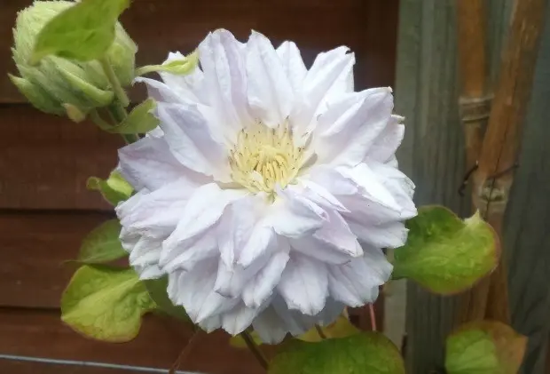 Clematis Belle of Woking: reviews, landing, photos