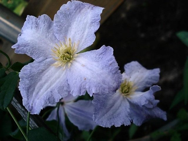 Clematis Blue Angel: photo and description, reviews