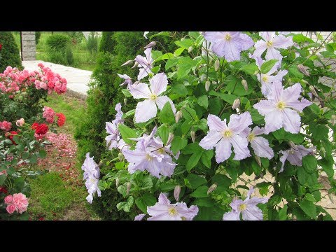 Clematis Blue Angel: photo and description, reviews