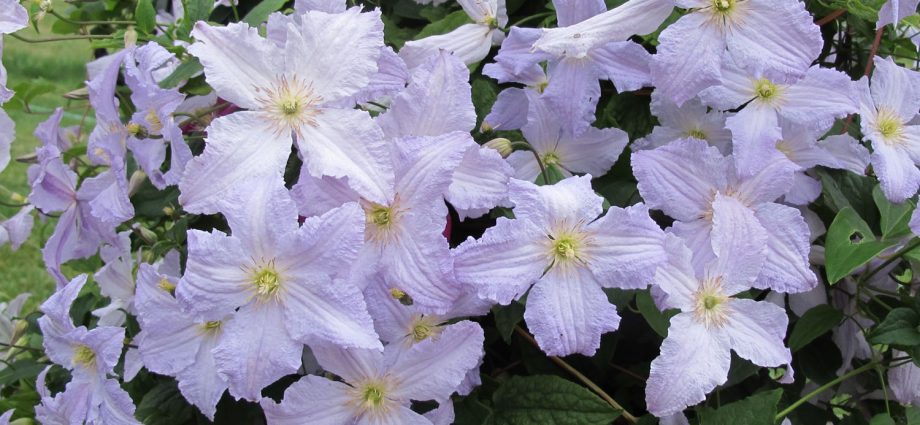 Clematis Blue Angel: photo and description, reviews