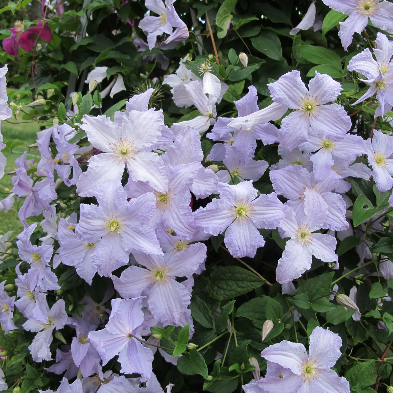 Clematis Blue Angel: photo and description, reviews