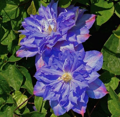 Clematis Blue Explosion: reviews, description, photo