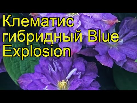 Clematis Blue Explosion: reviews, description, photo