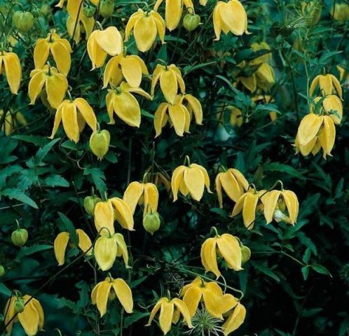 Clematis botanical Bill Mackenzie: photo, description, reviews