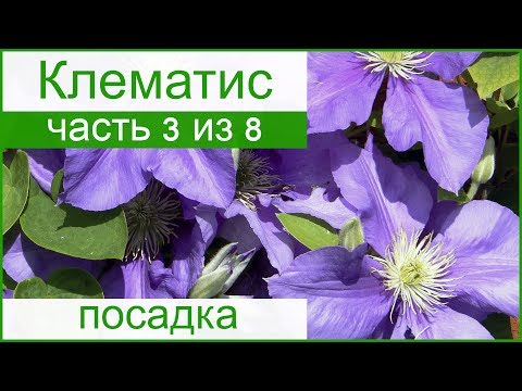 Clematis botanical Bill Mackenzie: photo, description, reviews