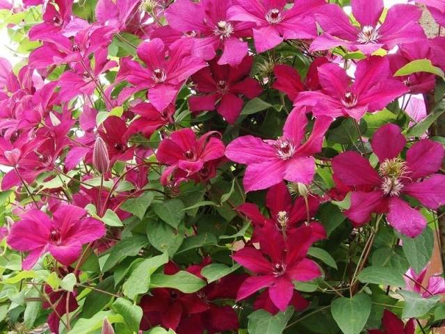 Clematis Cardinal Vyshinsky