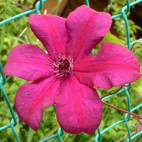 Clematis Cardinal Vyshinsky