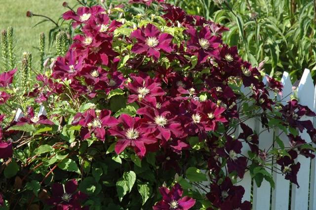 Clematis Cardinal Vyshinsky