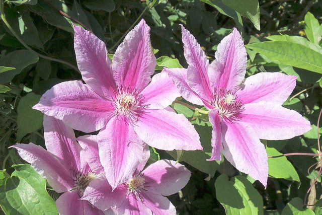 Clematis Carnaby: photo and description, pruning group, care