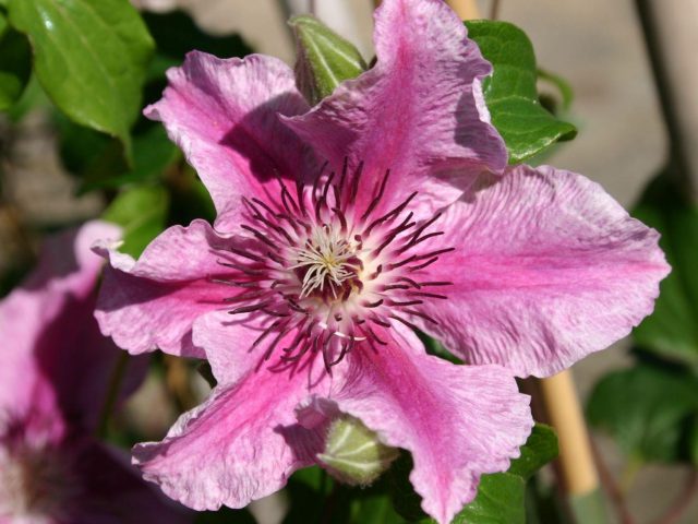 Clematis Carnaby: photo and description, pruning group, care